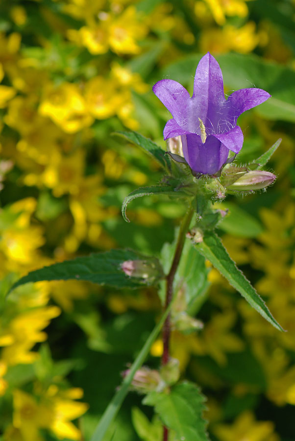 Campanula trachelium / Campanula selvatica